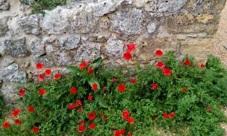 Red poppies in front of castle in Santiago do Cacem, Portugal.