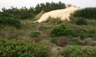 Dune covered with vegetation.