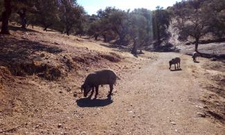 Pigs along the path.