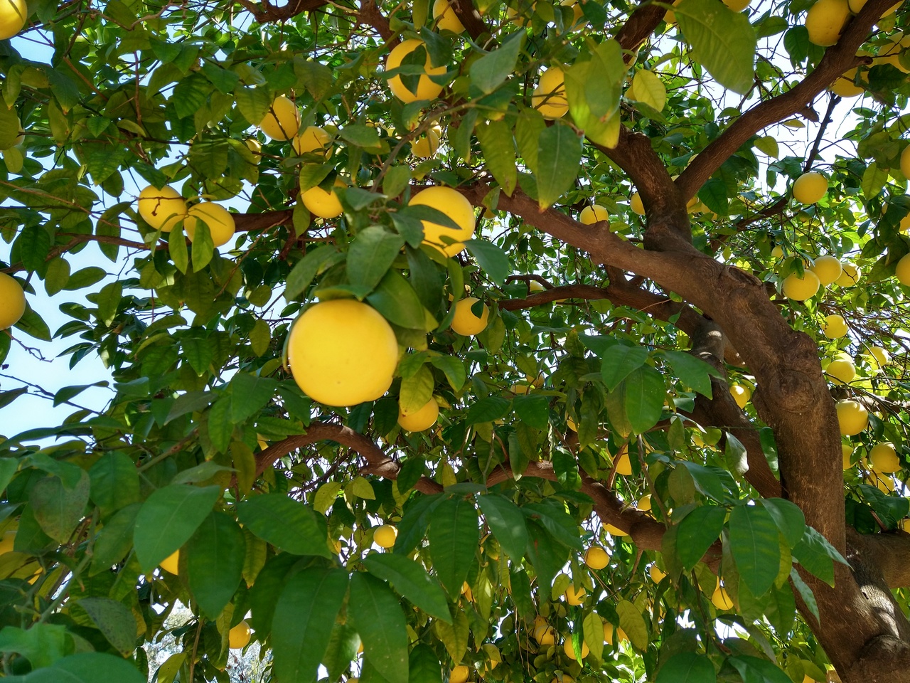 Heavily laden grapefruit tree in the citrus grove of the Botanic Garden