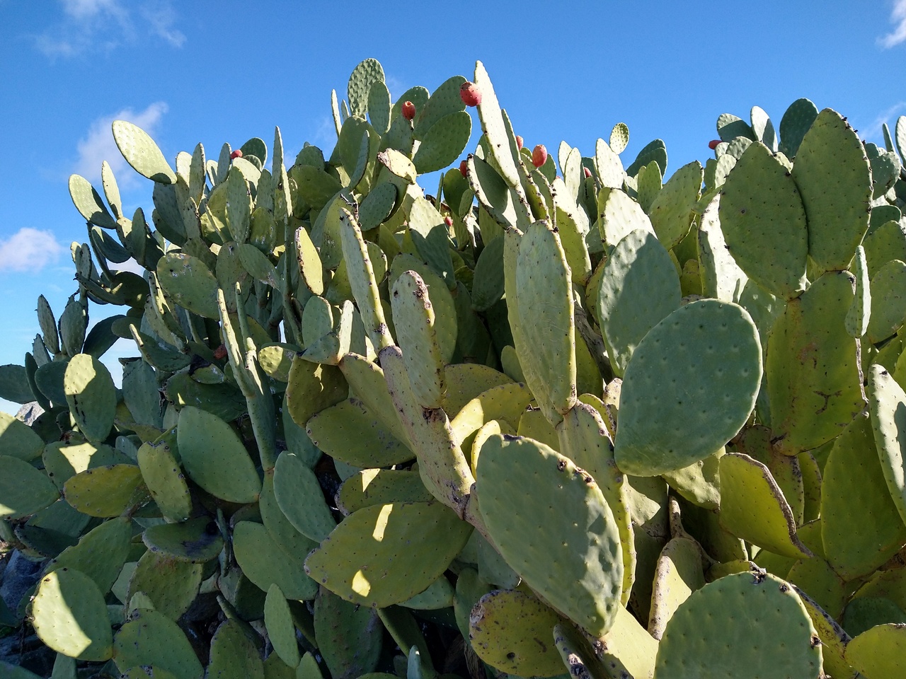 Cactus
