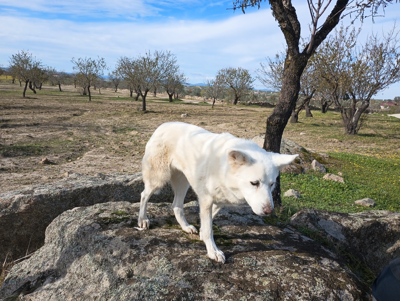 White dog on boulder.
