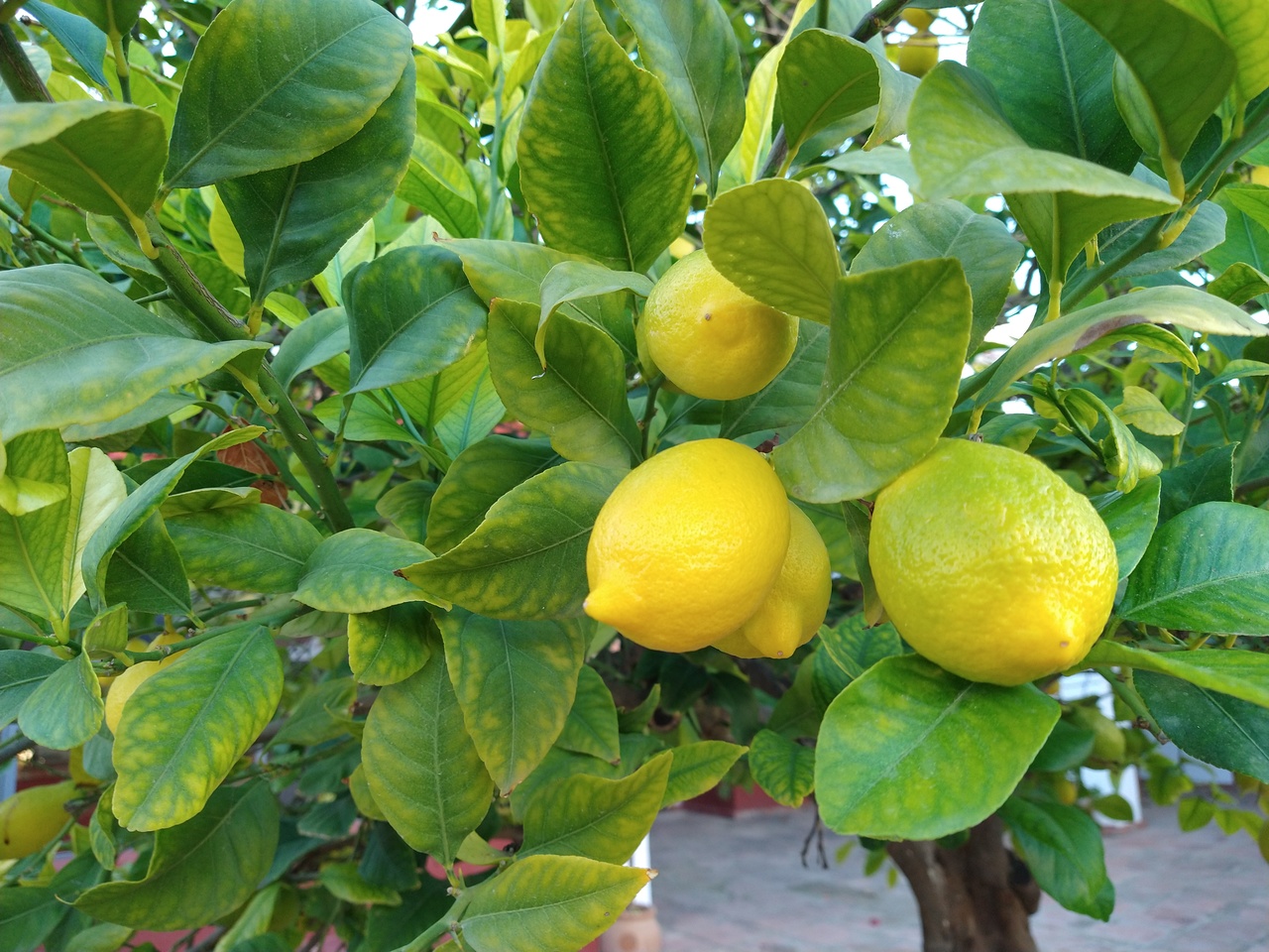 Lemon tree at Cortijo Carillo.