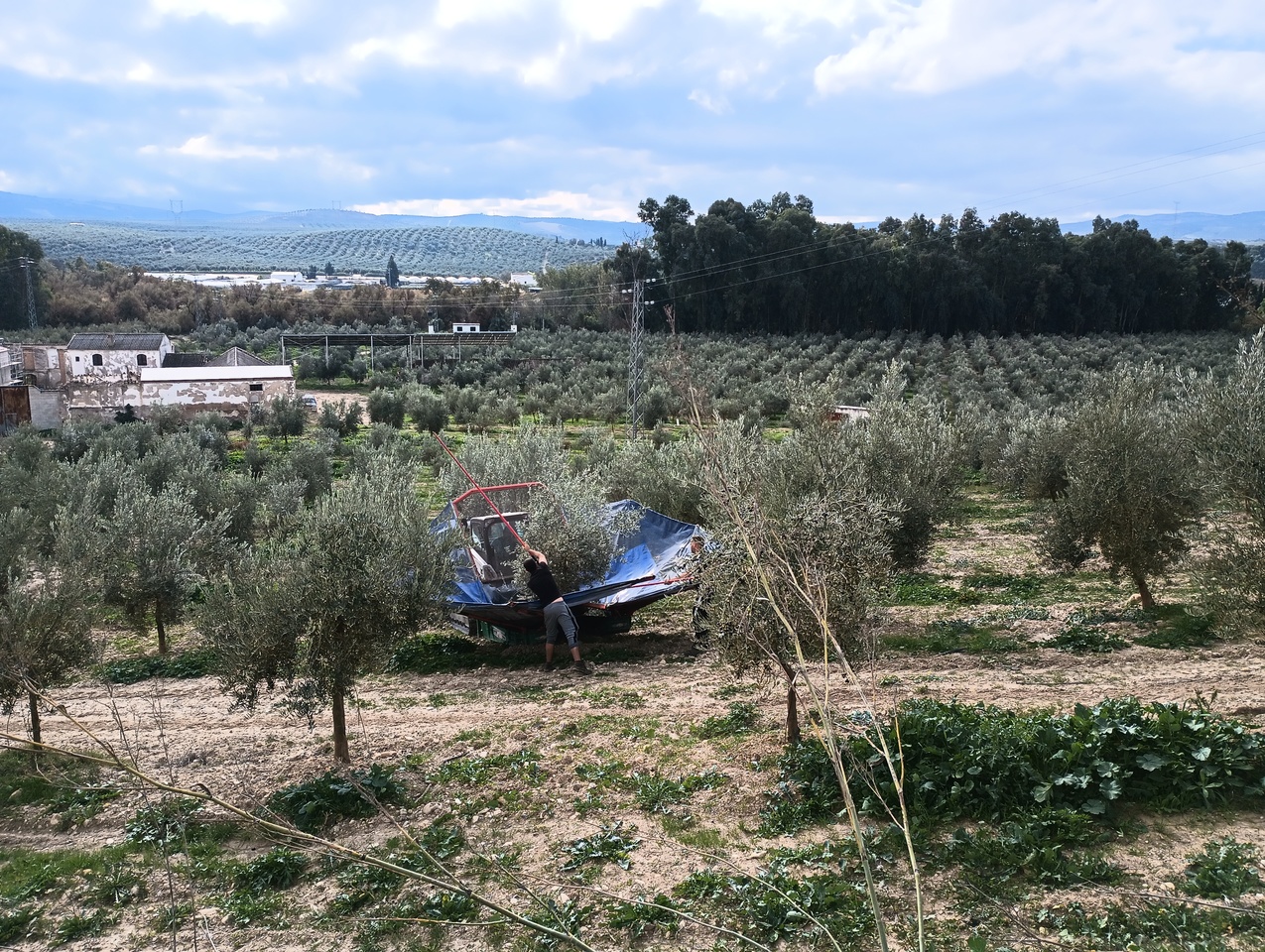 Olives being harvested with batwing harvester.