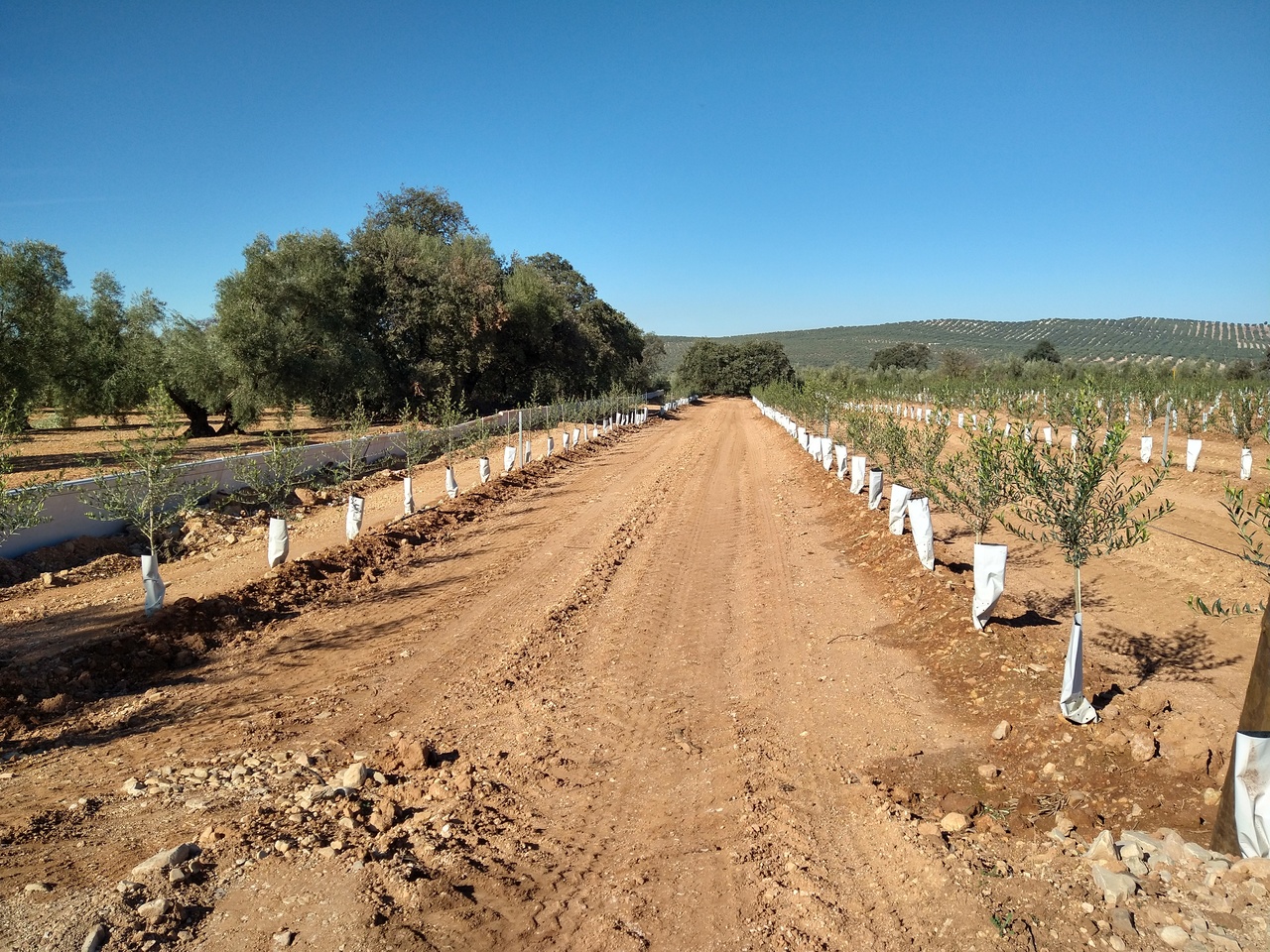 Olive spalings and dirt road.