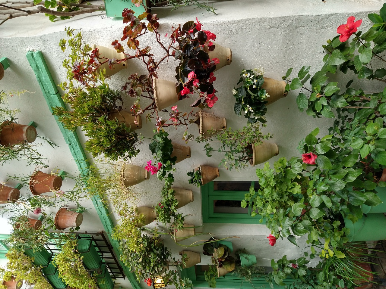 A flower-filled patio in Cordoba