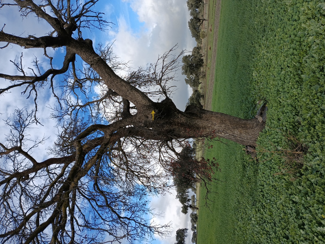 A yellow arrow marker on a tree