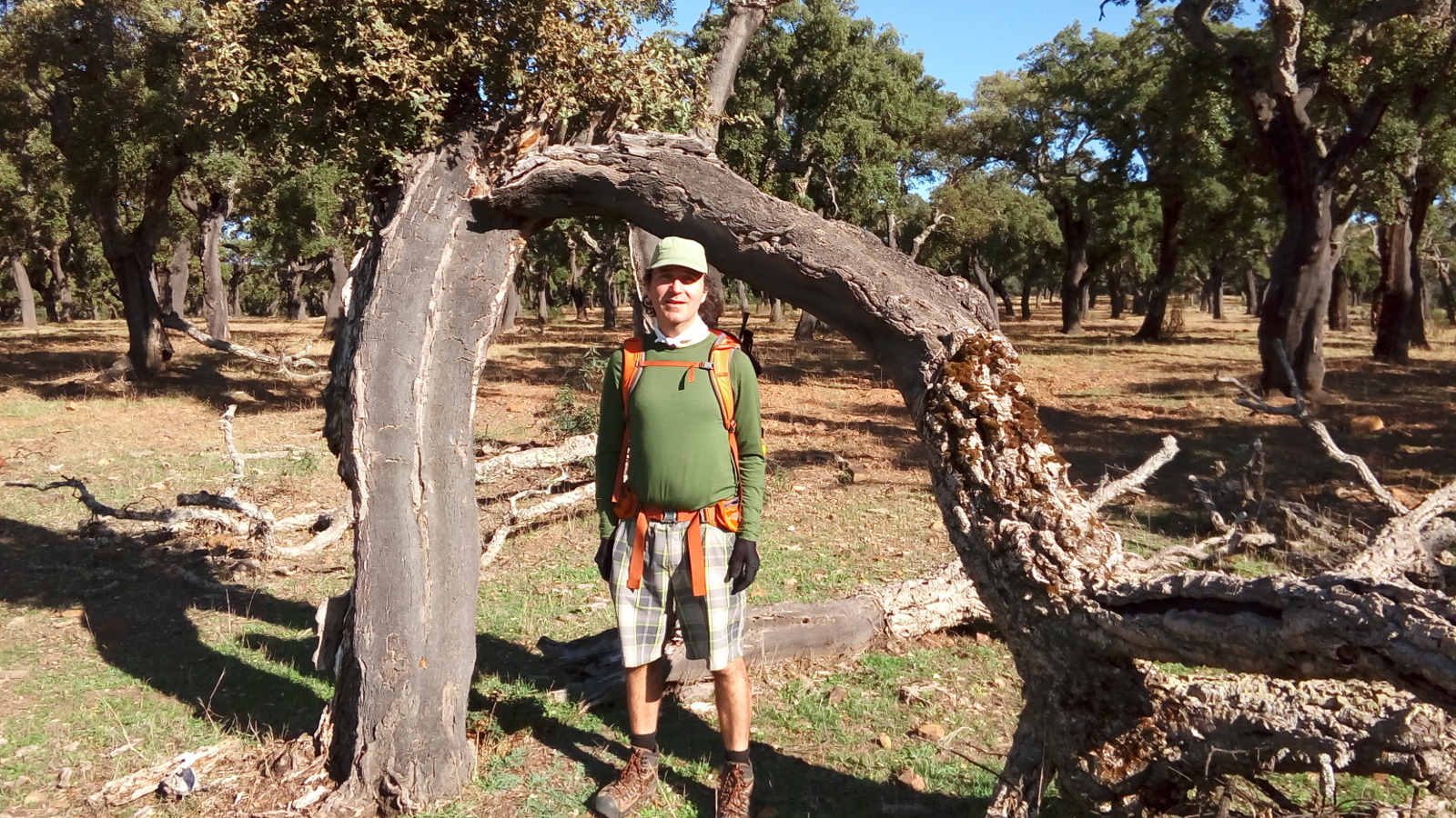 Nedjo stannding under curverd oak