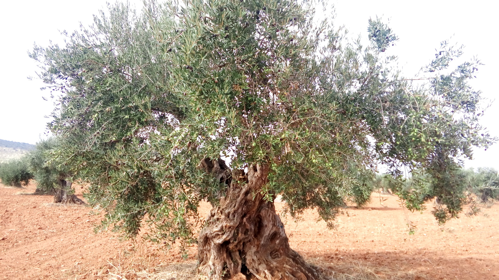 Ancient olive tree