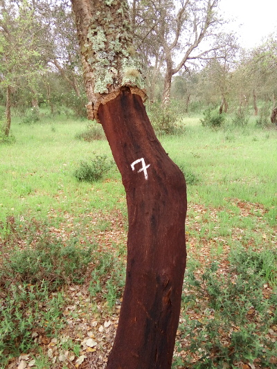 Cork oak tree with the number 7 painted on it.