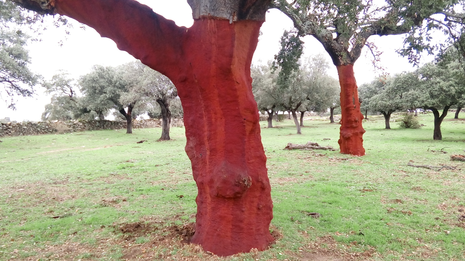 Red bark of harvested cork oak.