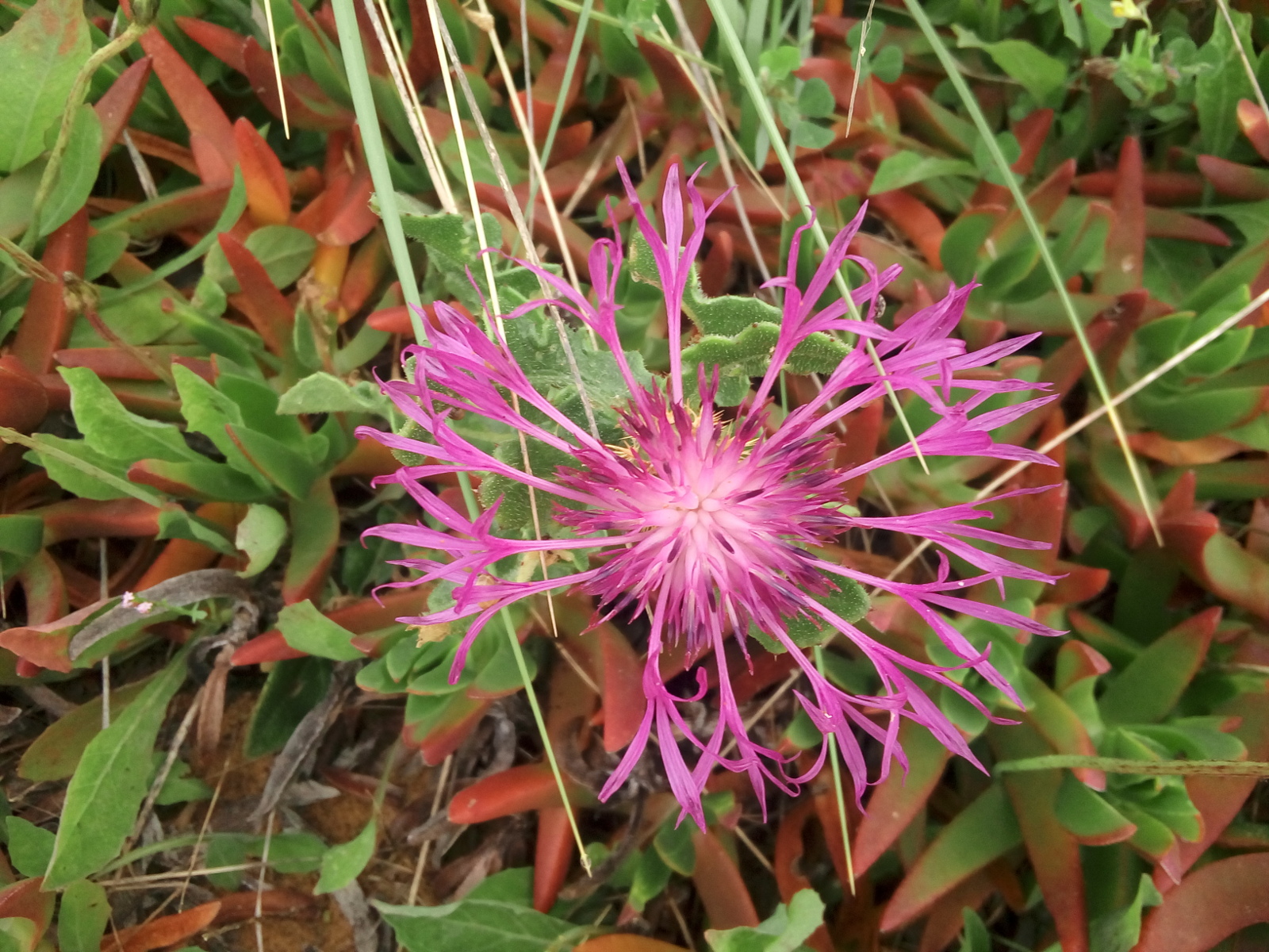 Pink flower.