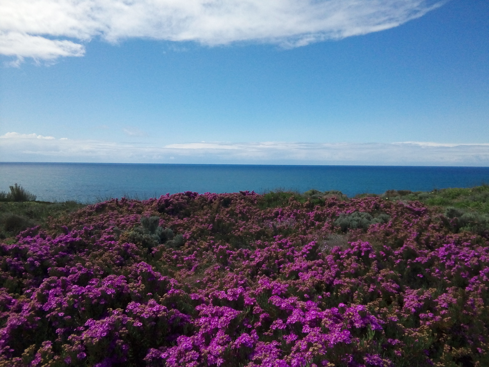 Pink flowers aganist the sea.