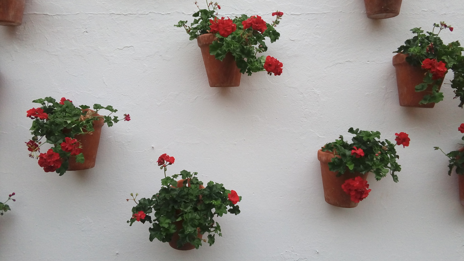 Wall of geranium pots.