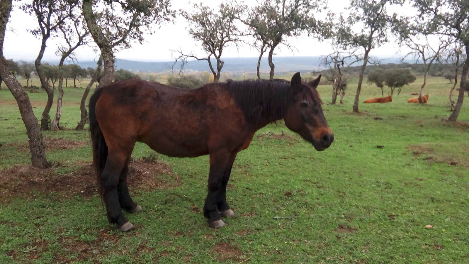 Horse among trees.