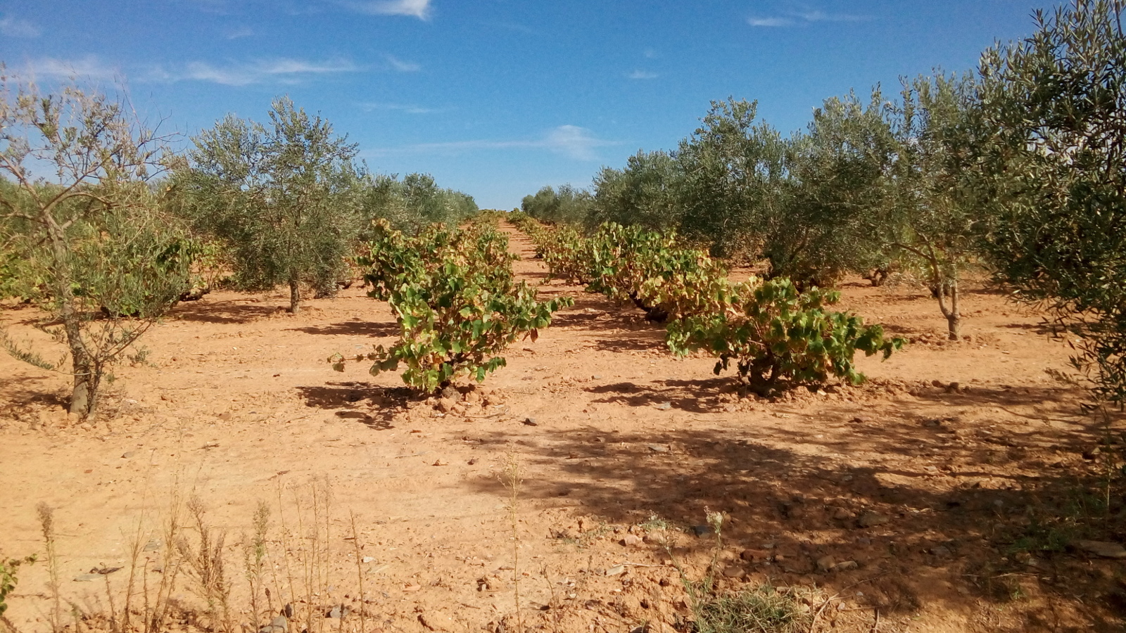 Olive treet and grape vines interplanted