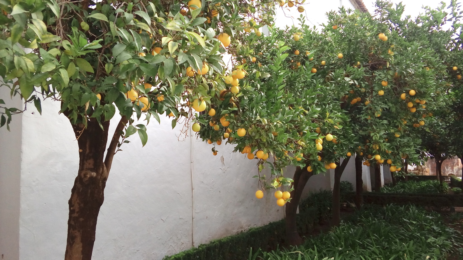 Orange trees against a wall.