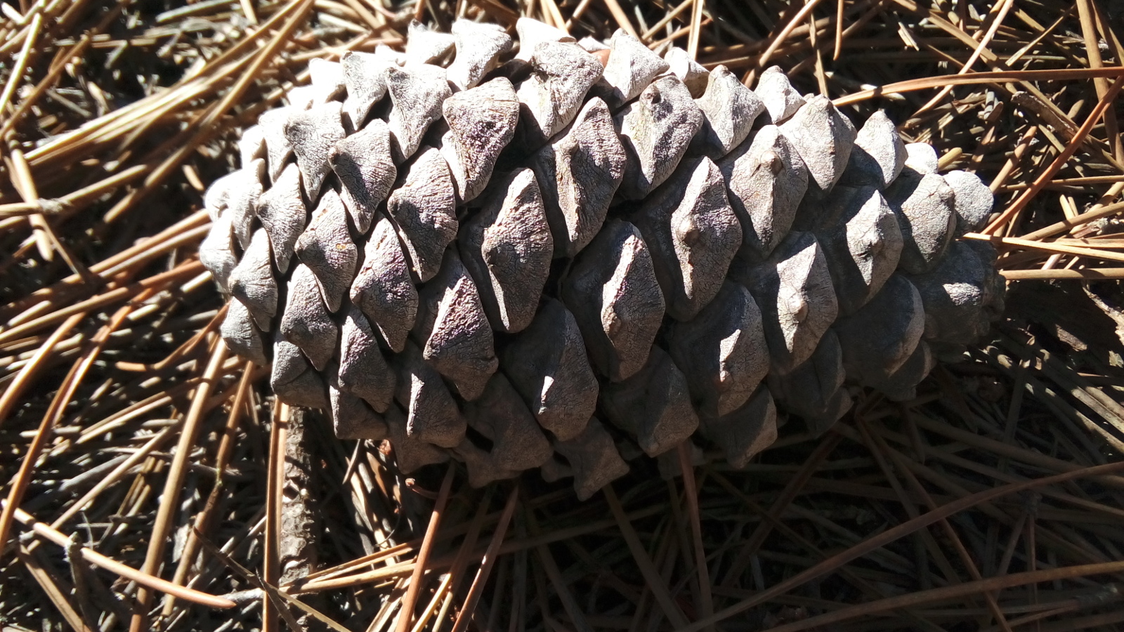 Giant pine cone