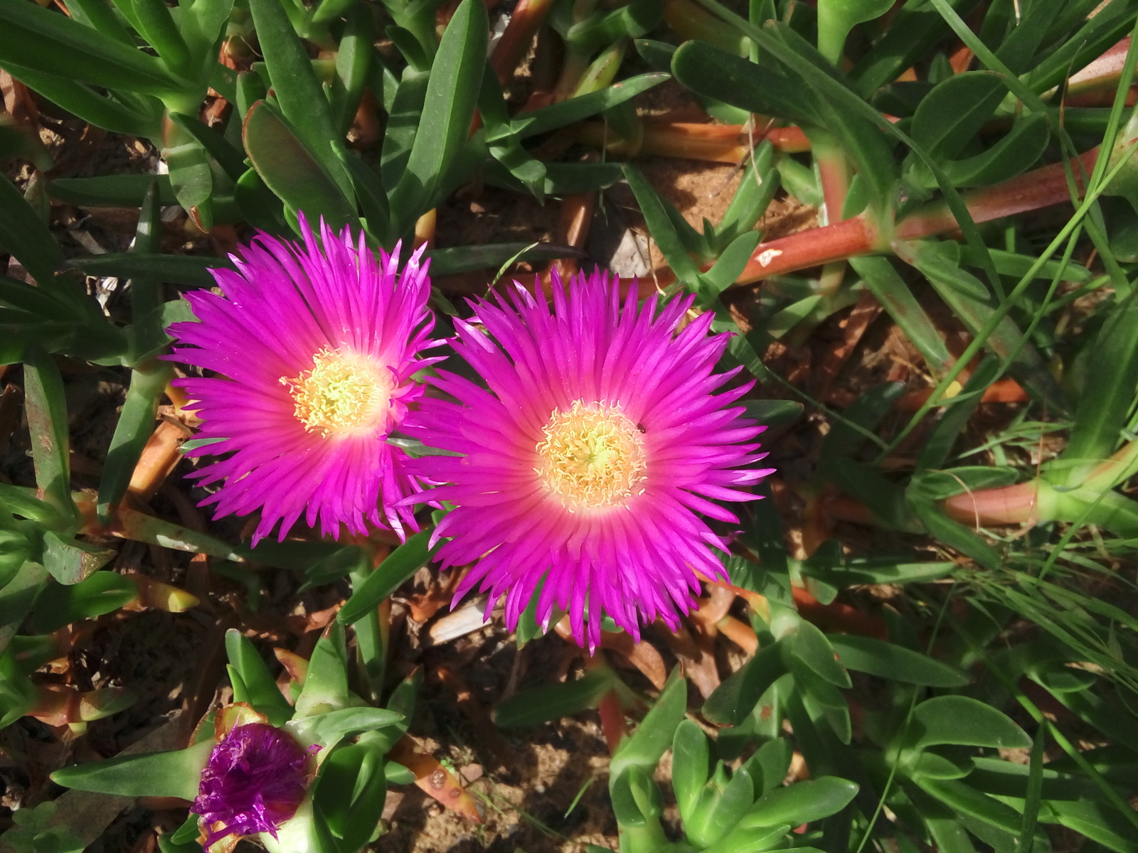Hot pink iceplant.
