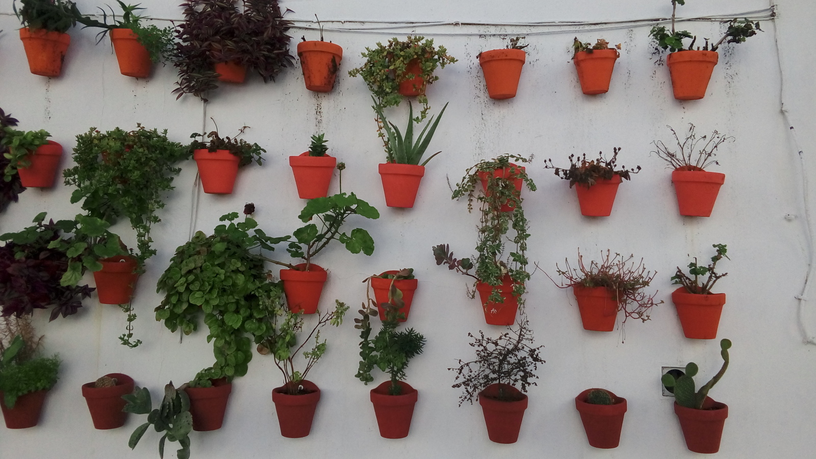 Flowering pots hanging on a wall.