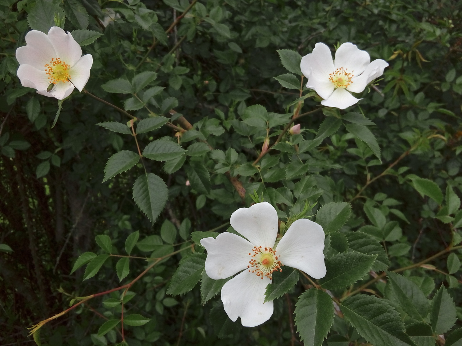 White rose.