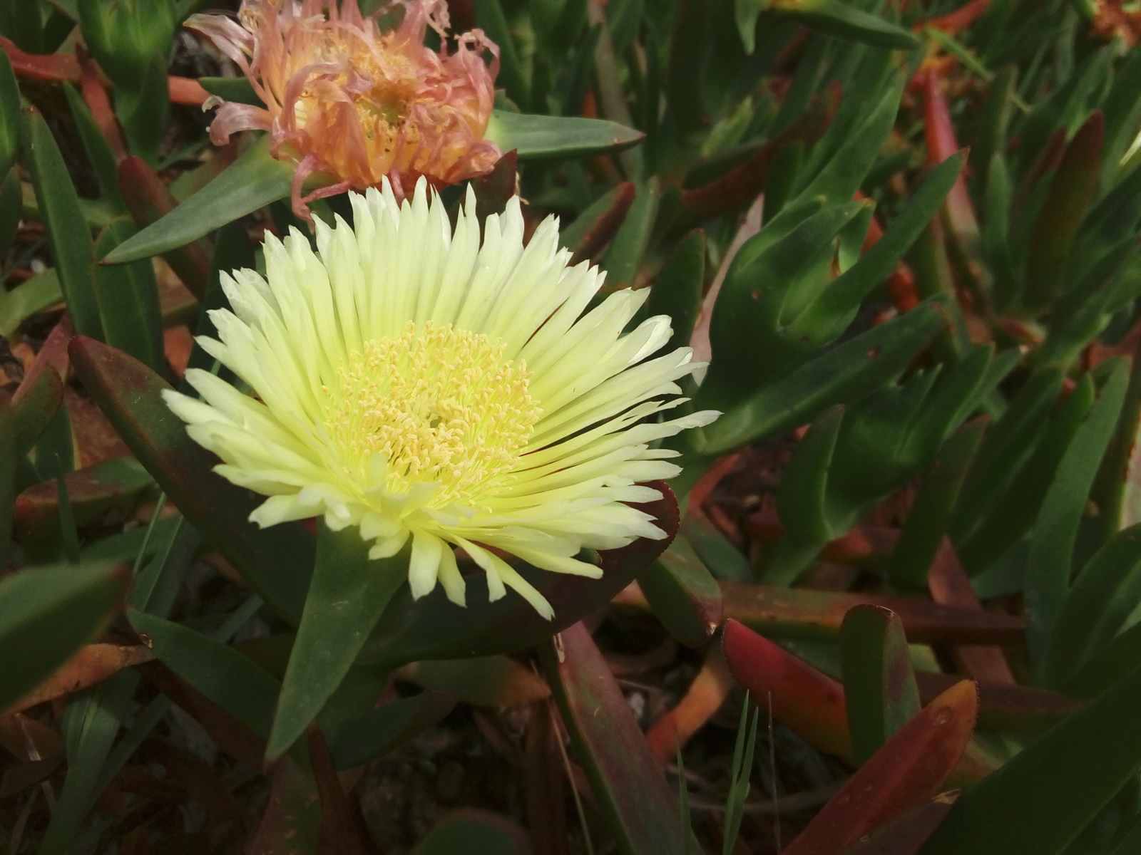 Yellow iceplant.