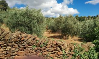 Olive grove