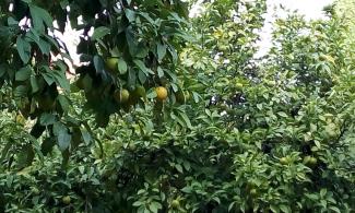 Orange grove