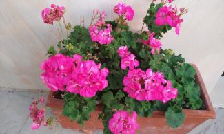 Geranium planter in Santa Cruz.