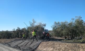 Machine harvesting olives.