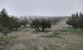 Olive trees in the mist.