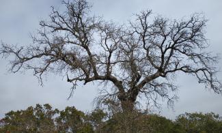 Bare tree against the sky