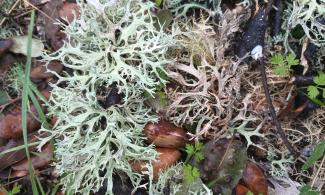 Lichens and acorn on the ground.