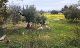 Sheep browsing on an olive tree.
