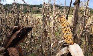 Drying cob of corn in field.