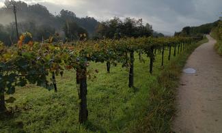 Grapes growing on a stone arbour.