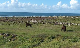 Ponies grazing near the coast.